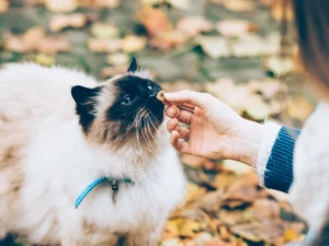 background presentation